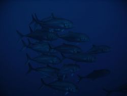 School of Trevally Fish
Shark and Yolanda Reef, Ras Moha... by Lenore Wells 
